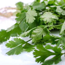 Coriander Leaves