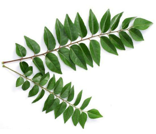 Karapincha (Curry Leaves)