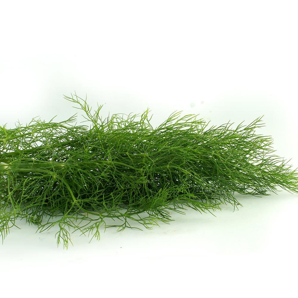 Dill