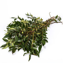 Karapincha (Curry Leaves)