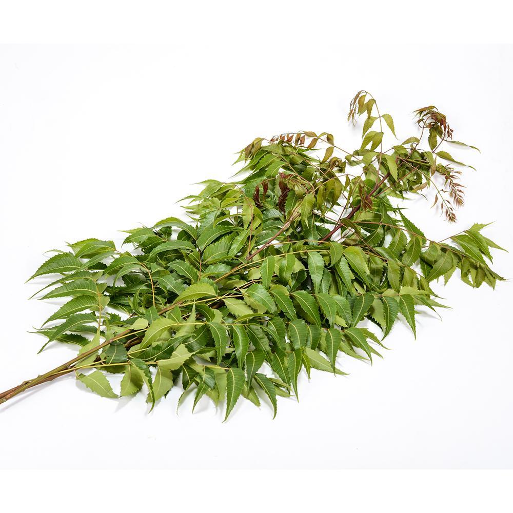 Kohomba (Margosa / Neem)