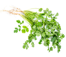 Coriander Leaves