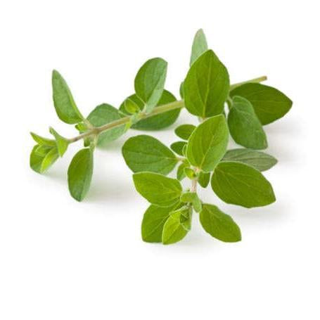 Oregano