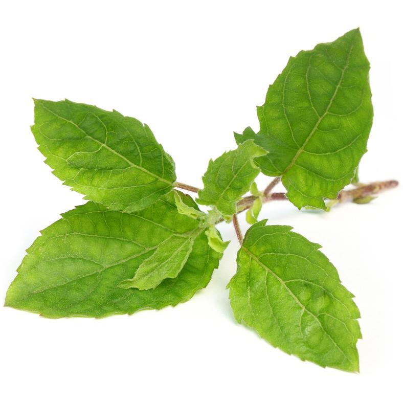 Thulasi (Holy Basil)